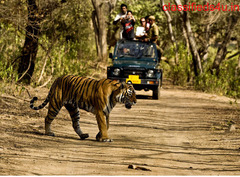 Wildlife Tour Packages in India |Wildlife Tour Operators in india