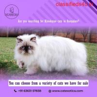 Buy Himalayan Kittens in Bangalore