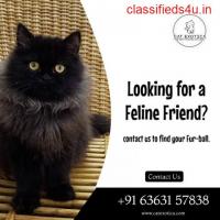 Top Pet Shops For Cat in Whitefield