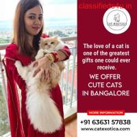 Persian Cat in sarjapur | Buy Persian Kittens in sarjapur