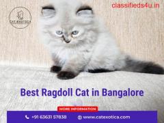 Buy Ragdoll Himalayan Kittens Online