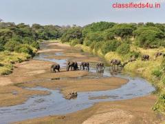 Africa: 10 Safari Tips for Conservation and Community Support