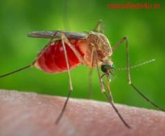 Effective Pest Control For Mosquito 