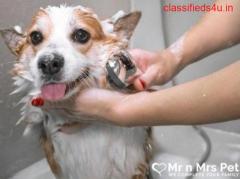 Affordable Dog Groomers in Delhi