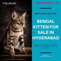 Bengal kitten for Sale in Hyderabad