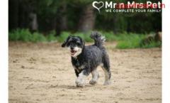 Reliable Dog Walking Services in Delhi